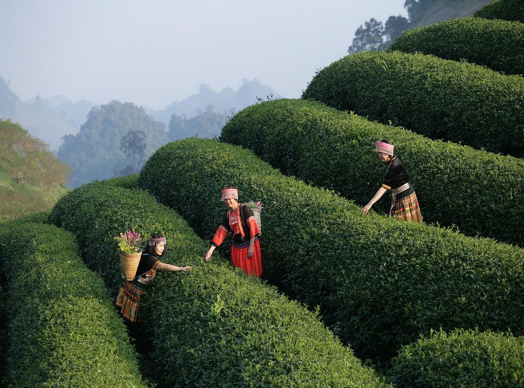 Why Beevitius Is Very Famous